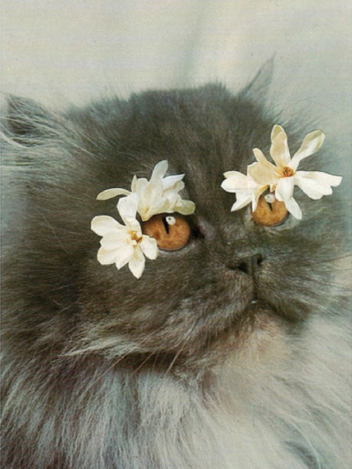 meowthtomeowth.tumblr.com/post/12502291367/