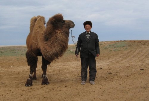 sogultuna: Kazakistan Türk’ü, bozkırda devesiyle. Kazakhstani Turkish man with his c