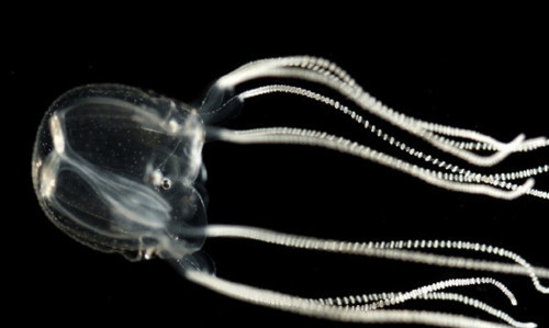 spacetimecontinumm:  Brainless Jellyfish porn pictures