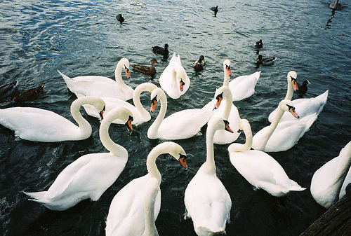 darlieecious:  (by Katherine Squier) 