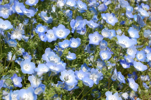 Nemophila menziesii, baby blue eyes. A wildflower native to California and Oregon.