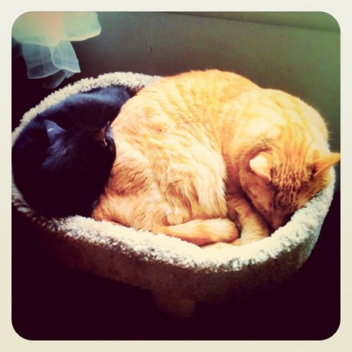 laundryaisandrea:Napping in the Sunshine (Taken with instagram)