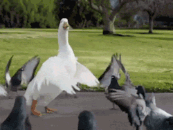 elysasakurai-bieber:  white-and-n3rdy:  suchasellout:  everyday i’m shufflin’   you go mr goose  omg 