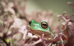 lovewildlife:  Frog of Flowers by ~hakukamizaki