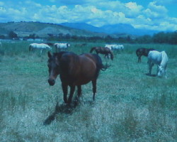 fearandloathing420:  me &amp; Ashley saw some horses that were cute as fuck @ Cal Poly  ommmmmg, you took a picture of these little cuties. aw. that&rsquo;s the one that came up to us &lt;3