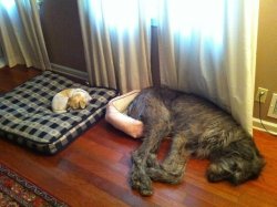 lovecrusader:  epic4chan:  iz kyoot:  No, no. Its OK. I’ll just take this smaller bed. Don’t worry about me.   Fuck I want an irish wolfhound so bad. 