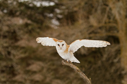 @AdorableBipolar  Barn Owl (by Vampire Black