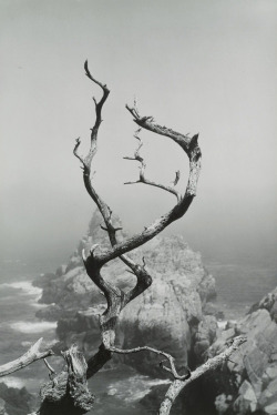 Cypress Grove Trail, Point Lobos, California photo by Minor White, 1951