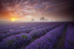 simplelife88:  Lavender sunrise 