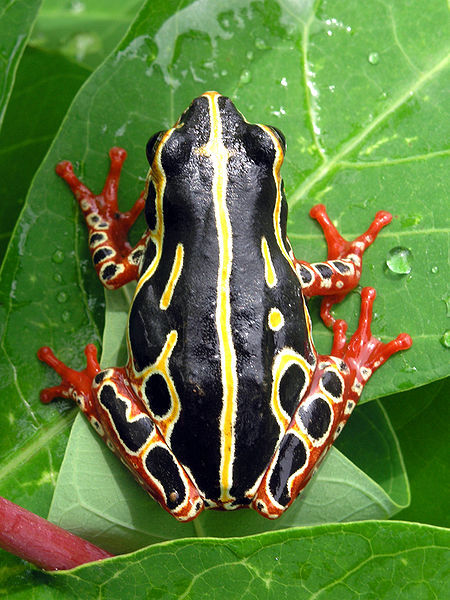 COMMON REED FROG (Hyperolius viridiflavus) ©Nick Hobgood) rhamphotheca:  Common Reed Frog (Hype