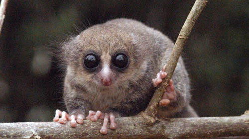 rhamphotheca:  zolanimals: Endangered Species Of The Day  The hairy-eared dwarf lemur
