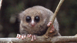 Rhamphotheca:  Zolanimals: Endangered Species Of The Day  The Hairy-Eared Dwarf Lemur