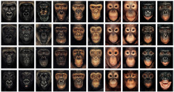 scienceisbeauty:  Faces of monkeys apes. Capture of a page from James Mollison website (photographer) that has caught my attention by its visual power. Amazing, worth to take a look to the interactive page to see the details of each one of the faces.