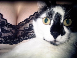 there’s a cat and there’s boobs,