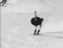 hypocritenumberone:  This is a skiing ostrich. 