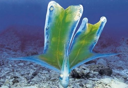 BLANKET OCTOPUS  ©www.oversodoinverso.com Tremoctopus is a genus of pelagic cephalopods, containing 