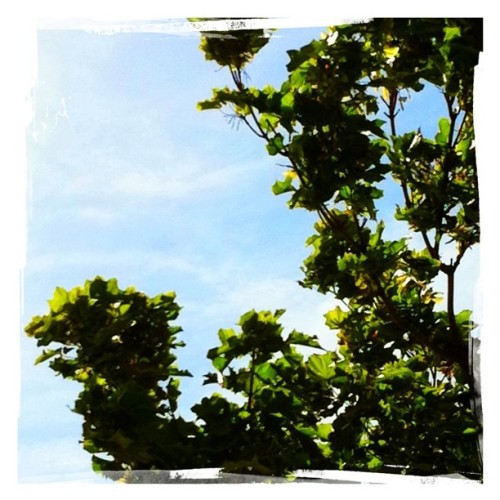 Sitting under a tree on my lunchbreak (Taken with Instagram at Southport)