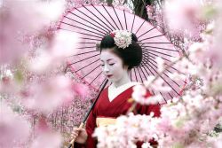 geisha-licious:  Kimika among “pink clouds”