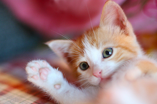 theanimalblog:  (by fofurasfelinas) 