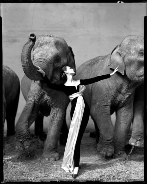 judywald:  Dovima with elephants. By Richard Avedon