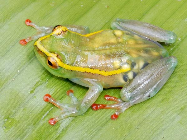 ohscience:  This pregnant frog with translucent skin is one of five “lost” amphibian species