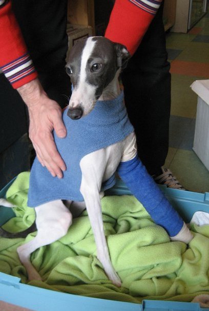 As some of you may know, Winston Churchill, Billy Galaxy&rsquo;s beloved Italian Greyhound, brok