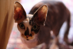 fuckyeahhairlesscats:  hairless cat (by Frog