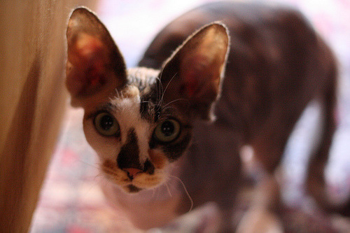 fuckyeahhairlesscats:  hairless cat (by Frog adult photos