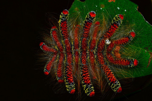 Some type of Peruvian HAG MOTH CATERPILLAR - Phobetron sp. (Lymacodidae)  © Rafael OliveiraThe hag m