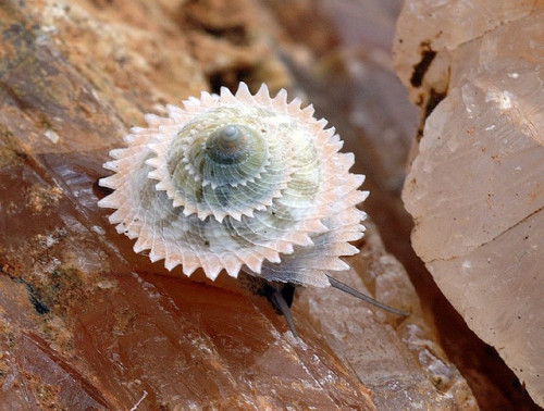 CUBAN LAND SNAILPriotrochatella stellata©Adrián González Guillén Priotroch