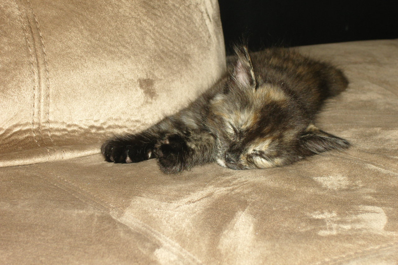 fuckyeahfelines:  Ohai. My name is Minnie and I sleep the day away :3. 