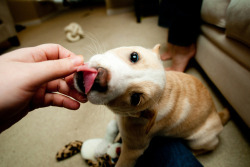 Cachorros não machucam. Pessoas sim. Cachorros