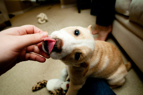 Porn Cachorros não machucam. Pessoas sim. Cachorros photos