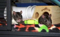 effyeahrats:  my little ones, Darcy and Astor!  