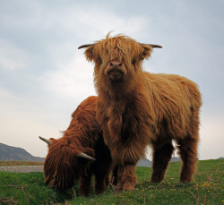 creepicrawlies:  Highland cows by Grant Glendinning 