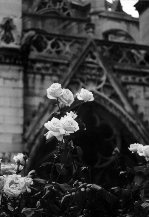 †Alice is Dead†