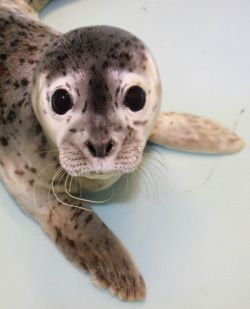 theanimalblog:  (via Gouda Goes for a Swim (more like a splash) - ZooBorns) 