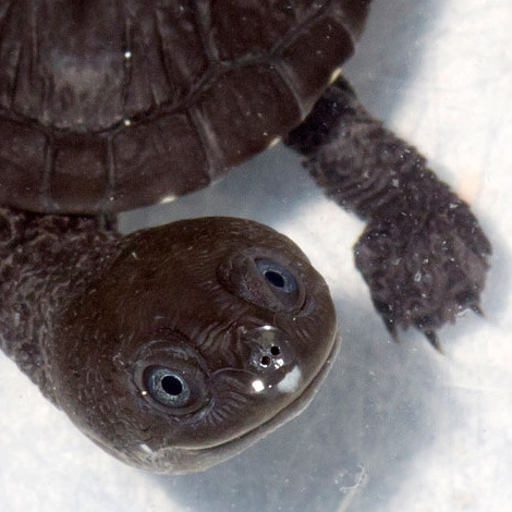 theanimalblog:  (via 13 Snake-Necked Turtle Babies Swim in to Denver Zoo - ZooBorns)