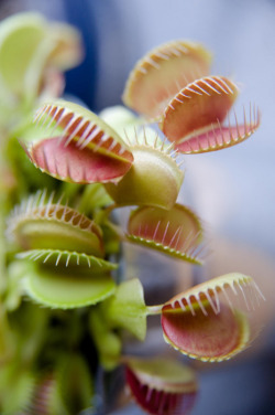 mroutside:  erinoconnell:  quesarah-sarah:  I had a venus fly trap last summer and I named him Fantastic Freddy and his Five fingers of Death… because there was one big trap and five little ones sprouting from it.   I like sunny days like today because