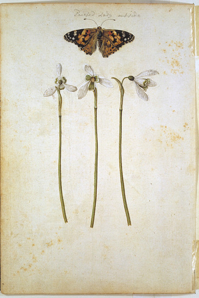 heracliteanfire:  Snowdrops and a painted lady. Jacques Le Moyne des Morgues, ca.