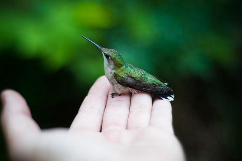 hazor:
“ A Bird in the Hand. (by sibastiNo)
”