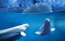 mycookah:  baby beluga in the deep blue seaaaa