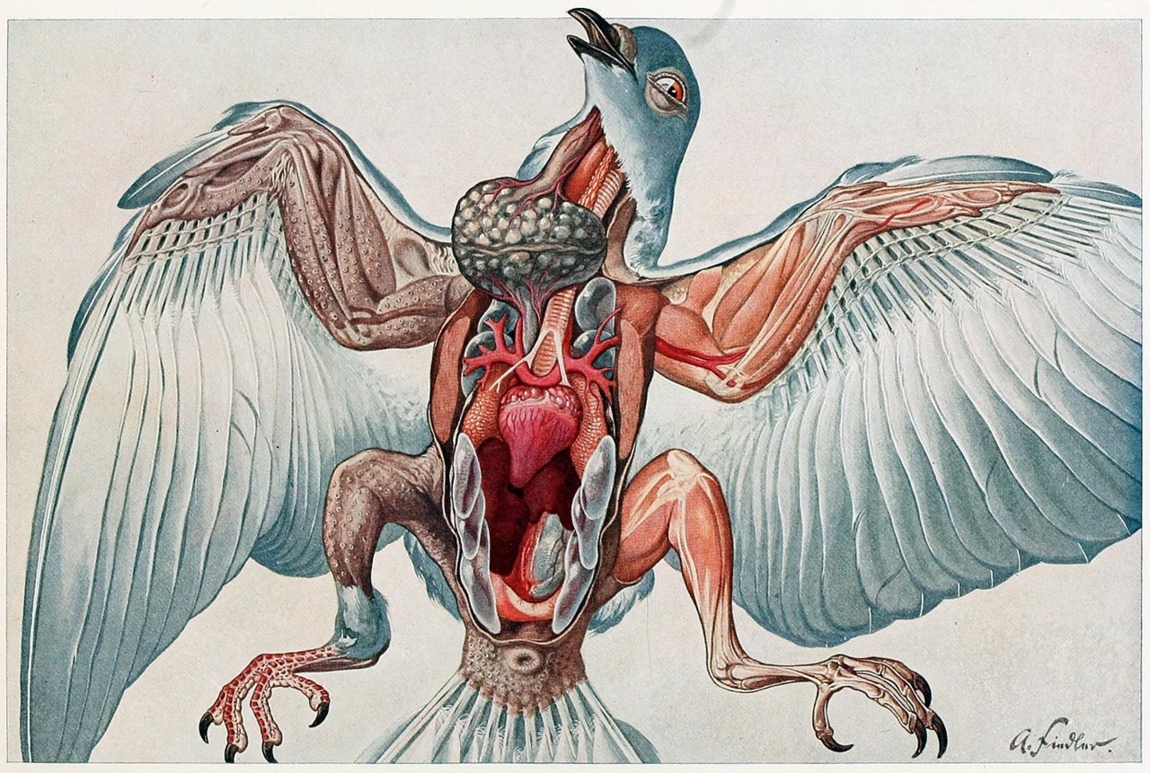 oldbookillustrations:  Anatomy of the domestic pigeon. From Brehms Tierleben (Brehm’s
