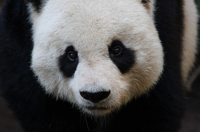 Pandaaaaaa &lt;3