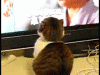 Reblog if you're a cat. You'll gain at least 50 new followers.