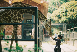 -whatsmyageagain-:  I love giraffes &lt;3 