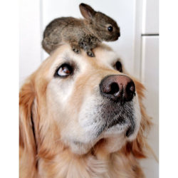 lonelycoast:  A Labrador has become surrogate mother to two baby rabbits. Six-year-old  Koa has taken the bunnies under her paw after they were found  abandoned. Owner Tina Case, of San Francisco, explains: “A week after  Easter, Koa was chasing a lizard