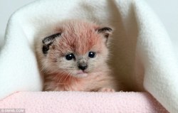 pocketmyheart:  The Real Pink Panther This adorable sight is one that could have easily been a tale of tragedy. Four kittens were found abandoned in a concrete factory in Redruth, Cornwall, weak and malnourished. But they are now being nursed back to