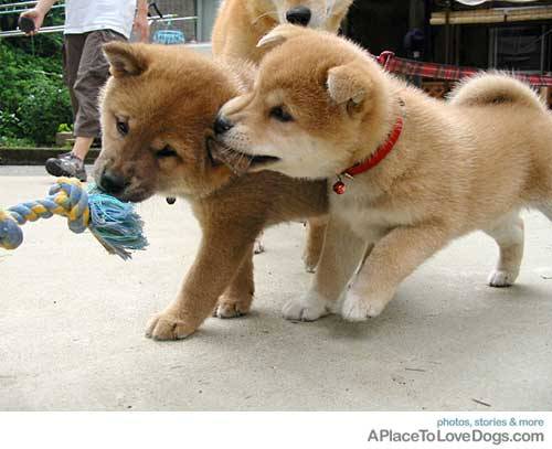 me and auwa