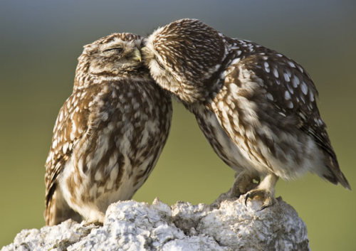 mabelmoments:  Two Little Owls (Athene noctua) were spotted getting affectionate as they prepared to start their mating season. Wildlife photographer Roy Mangersnes captured the romantic scene outside Lleida, in the Catalonia region of Spain. He explains: